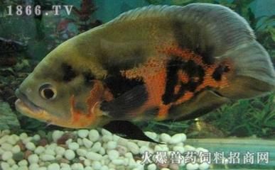 觀賞魚養(yǎng)殖場視頻（關(guān)于觀賞魚養(yǎng)殖場的相關(guān)視頻） 龍魚芯片掃碼器 第4張