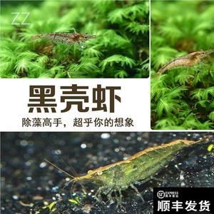 觀賞魚觀賞蝦觀賞龜（觀賞魚、蝦、龜?shù)娘曫B(yǎng)技巧）