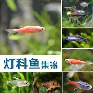 觀賞魚 分類（觀賞魚的分類方式是根據(jù)搜索結(jié)果整理的幾種常見方式） 魚缸水泵 第3張