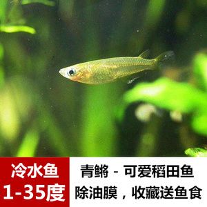 觀賞魚 分類（觀賞魚的分類方式是根據(jù)搜索結(jié)果整理的幾種常見方式） 魚缸水泵 第2張