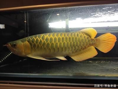 白鯊魚觀賞魚好養(yǎng)么視頻（淡水白鯊觀賞魚的特點和養(yǎng)護）