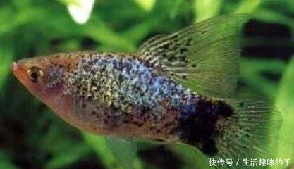 觀賞魚會(huì)老死嗎（如何通過水質(zhì)判斷觀賞魚健康） 黃鰭鯧魚 第4張