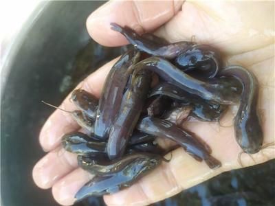 廣東本地觀賞魚（廣東觀賞魚養(yǎng)殖技術(shù)） 觀賞蝦蟹等飼料 第4張