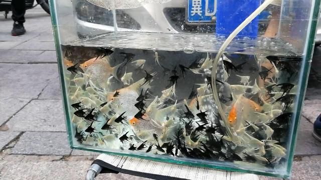 紅頭觀賞魚燕魚多少錢（紅頭觀賞魚燕魚價格） 伊罕水族 第2張