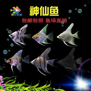 紅頭觀賞魚燕魚多少錢（紅頭觀賞魚燕魚價格） 伊罕水族 第1張