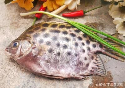 好養(yǎng)的淡水熱帶觀賞魚（熱帶觀賞魚的繁殖技巧不同疾病的預(yù)防與治療熱帶觀賞魚品種） 水族問答 第3張