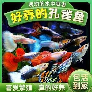 好養(yǎng)的淡水熱帶觀賞魚（熱帶觀賞魚的繁殖技巧不同疾病的預(yù)防與治療熱帶觀賞魚品種） 水族問答 第1張