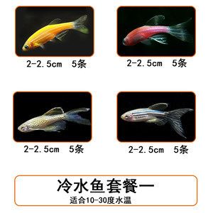 常溫淡水觀賞魚有哪些（常溫淡水觀賞魚的種類）