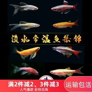 常溫淡水觀賞魚有哪些（常溫淡水觀賞魚的種類） 黃金斑馬魚 第1張