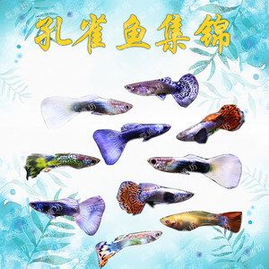 常溫淡水觀賞魚有哪些（常溫淡水觀賞魚的種類） 黃金斑馬魚 第3張