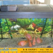 觀賞魚(yú)之家水族論壇（觀,賞魚(yú)之家水族論壇是一個(gè)專(zhuān)門(mén)為觀賞魚(yú)和水族愛(ài)好者提供交流平臺(tái)的網(wǎng)站）