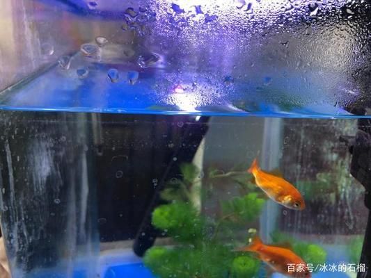 觀賞魚(yú)皮膚發(fā)白怎么回事（觀賞魚(yú)皮膚發(fā)白可能是由多種原因引起的觀賞魚(yú)皮膚發(fā)白）