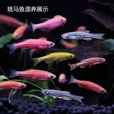 觀賞魚便宜好養(yǎng)（什么觀賞魚便宜好養(yǎng)） 祥禾Super Red紅龍魚 第3張