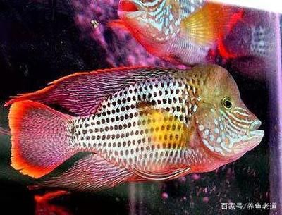 觀賞魚可以放鹽嗎（觀賞魚可以放鹽嗎？）