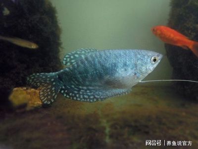 觀賞魚可以放鹽嗎（觀賞魚可以放鹽嗎？）