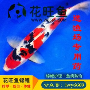 白寫錦鯉魚風水（白寫錦鯉在風水學(xué)上具有一定的作用）