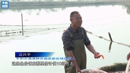 湖北觀賞魚(yú)養(yǎng)殖基地有哪些品種（湖北地區(qū)的觀賞魚(yú)養(yǎng)殖基地養(yǎng)殖基地是根據(jù)搜索結(jié)果整理的） 成吉思汗鯊（球鯊）魚(yú) 第2張