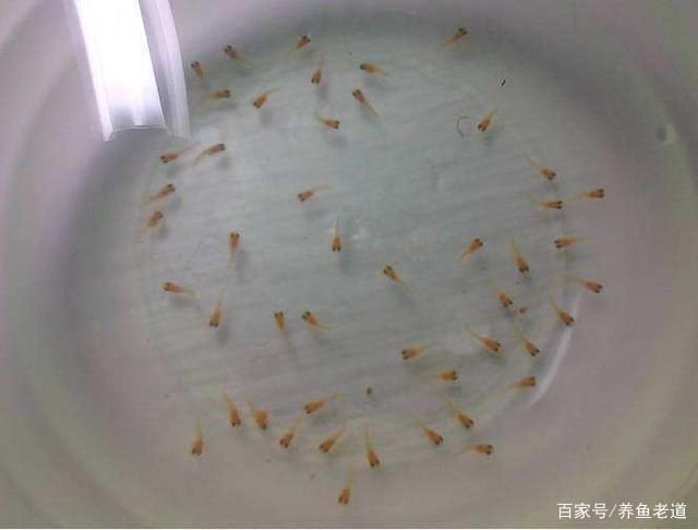 觀賞魚能生小魚嗎（觀賞魚有能力生小魚嗎） 赤元素 第4張