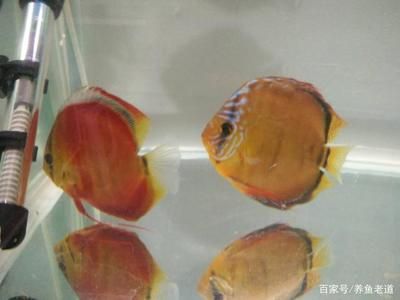 觀賞魚繁殖技術簡介（觀賞魚的繁殖技術） 福滿鉆魚 第2張