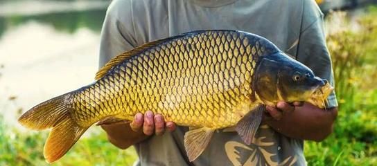 高端淡水觀賞魚有哪些品種（淡水觀賞魚的繁殖與遺傳學(xué)） 印尼大湖漁場產(chǎn)業(yè)聯(lián)盟 第4張