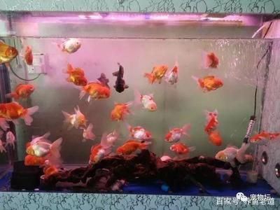 觀賞魚大量死亡原因（觀賞魚大量死亡可能由多種因素導(dǎo)致觀賞魚死亡的原因） 光特億 第1張