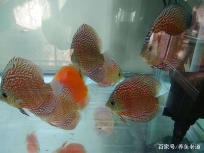 觀賞魚大量死亡原因（觀賞魚大量死亡可能由多種因素導(dǎo)致觀賞魚死亡的原因） 光特億 第3張