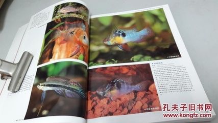 觀賞魚大百科知識（觀賞魚是一種常見的觀賞魚，） 狗仔招財貓魚 第3張