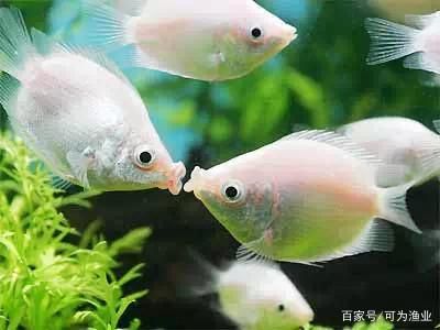 觀賞魚和食用魚能混養(yǎng)嗎視頻（觀賞魚和食用魚可以混養(yǎng)嗎？） 黑白雙星魚 第4張