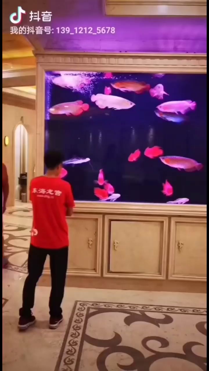 這大缸 這龍魚 漂亮（這大缸這龍魚漂亮,我的奧特蛋呢?） 觀賞魚論壇