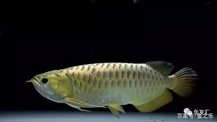 15厘米的龍魚(yú)吃什么飼料好（15厘米大小的龍魚(yú)可以吃一些小河蝦但需要注意什么）