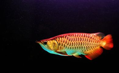 10公分小金龍魚能長多大（金龍魚可以長多大？） 祥龍水族濾材/器材 第1張