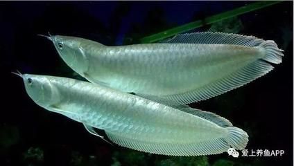 15cm銀龍魚(yú)苗吃什么（銀龍魚(yú)吃什么飼料最好） 祥龍水族濾材/器材 第1張