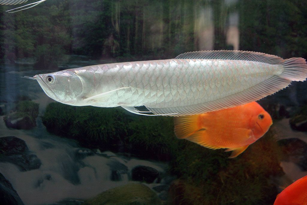 15cm銀龍魚(yú)苗吃什么（銀龍魚(yú)吃什么飼料最好） 祥龍水族濾材/器材 第2張