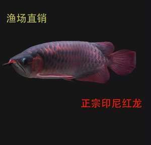 10cm紅龍魚苗價格（10cm紅龍魚苗價格-最新紅龍魚苗價格、批發(fā)報價、價格大全） 祥龍水族濾材/器材 第1張