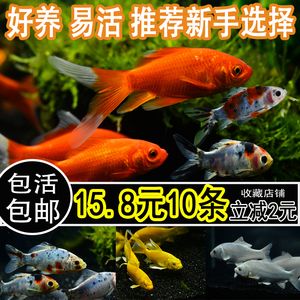 10cm紅龍魚苗價格（10cm紅龍魚苗價格-最新紅龍魚苗價格、批發(fā)報價、價格大全） 祥龍水族濾材/器材 第3張