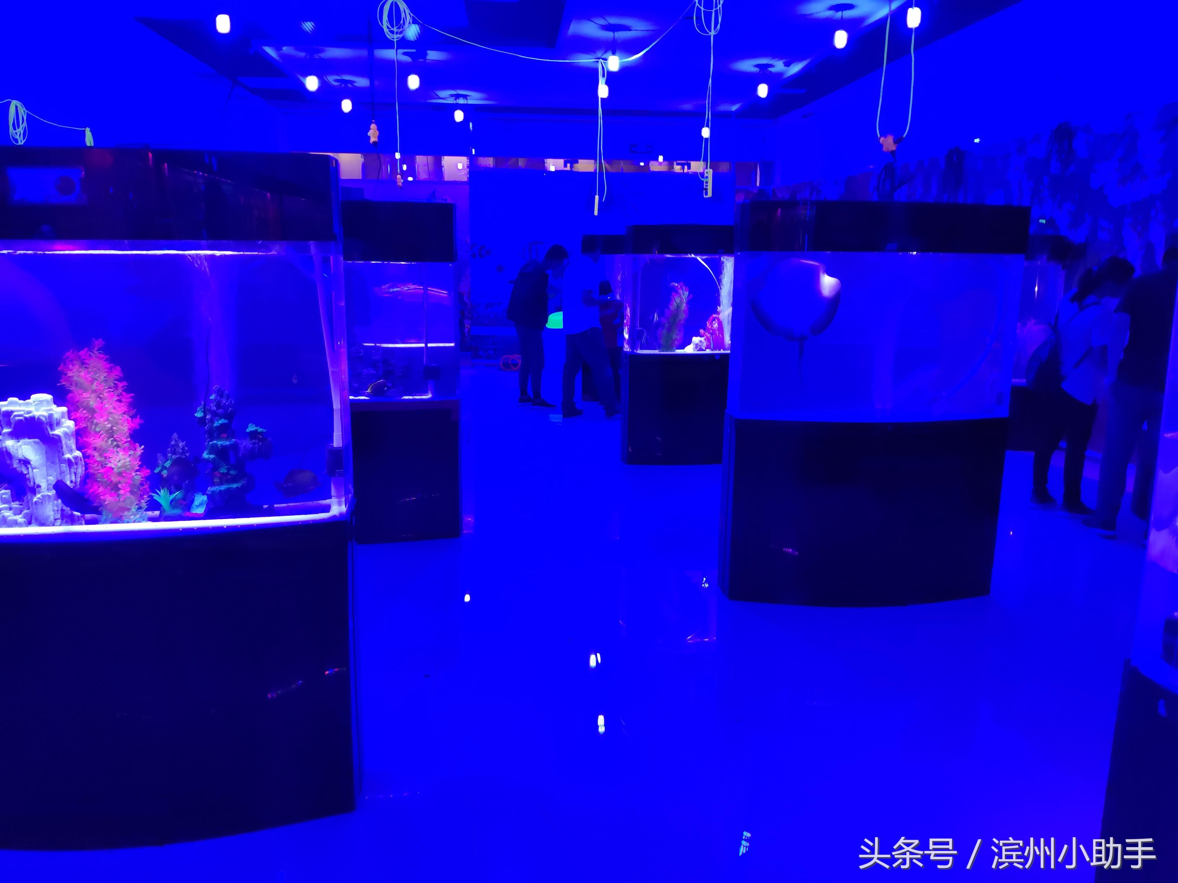 海豚魚缸（海豚魚缸養(yǎng)殖注意事項）