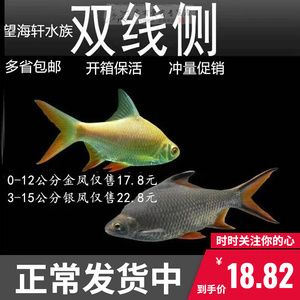 1.8米龍魚缸養(yǎng)幾個泰國鯽魚（1.8米的龍魚缸可以養(yǎng)多少條泰國鯽魚） 祥龍水族濾材/器材 第3張