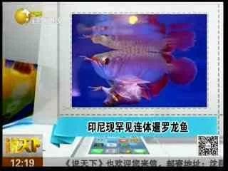 《龍魚專刊》內(nèi)容簡介（《龍魚?？返诎似凇洱堲~專刊》內(nèi)容簡介）