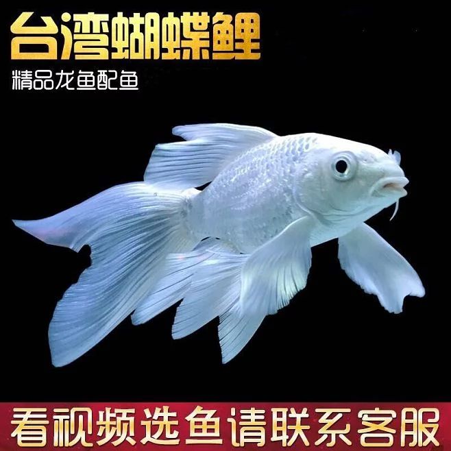 《龍魚專刊》內(nèi)容簡介（《龍魚?？返诎似凇洱堲~?？穬?nèi)容簡介）