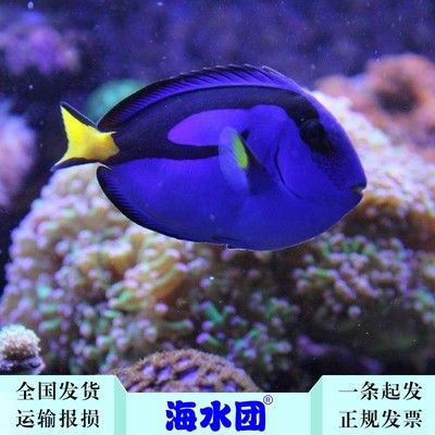 觀賞魚尼莫（世界上海葵的種類超過1000種，但只有十種左右會(huì)與小丑魚共生） 祥龍水族濾材/器材 第1張