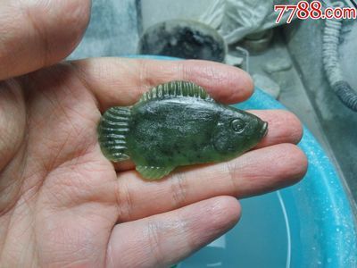 100萬(wàn)的金龍魚(yú)視頻在線觀看免費(fèi)高清（100萬(wàn)的金龍魚(yú)視頻在線觀看免費(fèi)高清視頻在線觀看） 祥龍水族濾材/器材 第3張