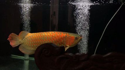 15公分左右紅龍魚（15公分左右的紅龍魚值多少錢？）