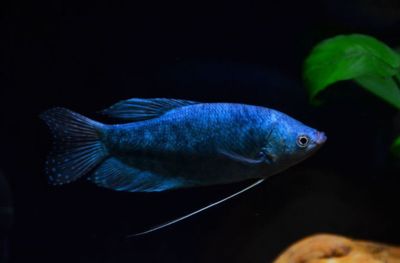 18厘米的龍魚(yú)要吃多少飼料才能長(zhǎng)大（幼年時(shí)期的龍魚(yú)可以多給它們投喂一些動(dòng)物性的飼料） 祥龍水族濾材/器材 第2張