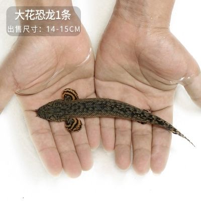 15厘米龍魚苗好養(yǎng)嗎（15厘米左右的龍魚苗好養(yǎng)嗎？） 祥龍水族濾材/器材 第2張