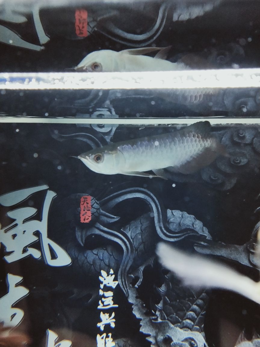 這條魚是啥品種啊（古典藍底過背求大神指點,求大神指點,） 觀賞魚論壇 第3張