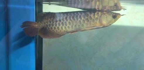 1米的金龍魚多少錢一條圖片（1米金龍魚的價(jià)格是多少？） 祥龍水族濾材/器材 第1張