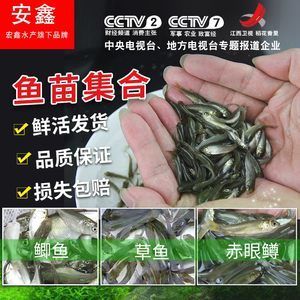 12cm銀龍魚(yú)苗怎么養(yǎng)的（家有銀龍魚(yú)，這些飼養(yǎng)姿勢(shì)必須懂！） 祥龍水族濾材/器材 第2張