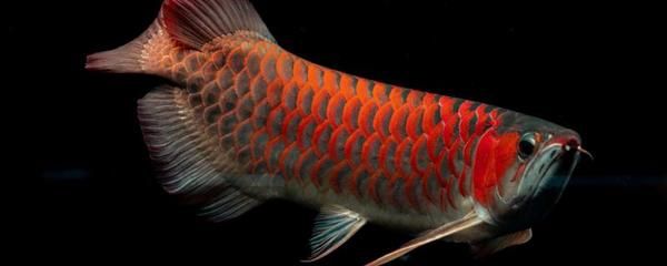 15公分左右紅龍魚能長多大呢（紅龍魚一般能長多大）