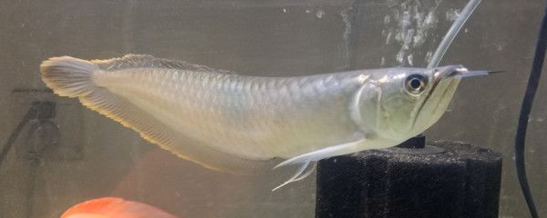 10cm銀龍魚一天要喂多少食物？（10厘米長的銀龍魚一天吃多少小魚銀龍魚吃什么長得快） 祥龍水族濾材/器材 第2張