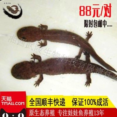 10厘米銀龍魚苗好養(yǎng)嗎（10厘米左右銀龍魚好養(yǎng)嗎）